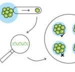 有遗传性疾病能够做三代试管婴儿吗[中国试管婴儿]