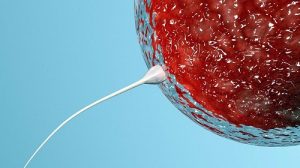 广东省妇幼保健院做供卵试管费用是多少