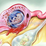 2023高龄能通过试管助孕供卵生子吗