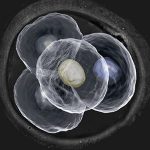 卵泡长不大可以做试管供卵吗? 卵泡长不大可以做试管供卵吗?