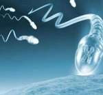 成熟卵泡结构 卵泡成熟了是什么形状