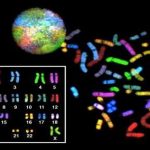 南京做第三代试管双胞胎费用大概要多少钱？