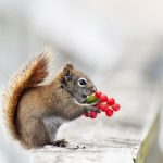 三代试管5个囊胚筛选成功率？三代试管囊胚筛查通过率？