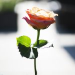 宁波三代试管移植女宝宝