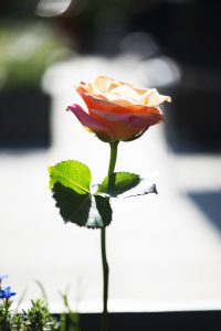 宁波三代试管移植女宝宝