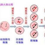 国内公立医院第三代试管婴儿可以做双胞胎吗？