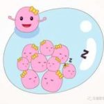 南京三代试管染色体异常概率,白地瓜有助孕作用吗