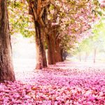 梧州三代试管成功率有多高_广西梧州试管