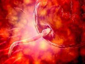 取几个卵泡就可以试管了 取卵是几级疼痛