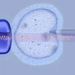 2023高龄能通过试管助孕怀双胞胎吗