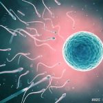 左侧优势卵泡如何同房(左侧卵泡怀孕必生男孩) 左侧优势卵泡如何同房(左侧卵泡怀孕必生男孩)