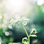 在马来西亚做三代试管费用很贵吗