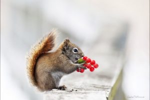 「高龄怀孕有哪些不可预料的风险」高龄怀孕有哪些不可预料的风险