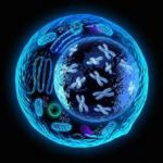 国内三代试管包生男孩的价格