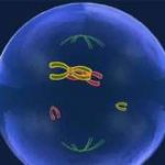 国内三代试管精子分离术生男孩价格是多少钱