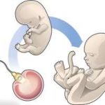 合肥三代试管还会基因突变吗,国内备孕机构价格