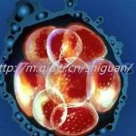 枣庄第三代试管婴儿包性别吗