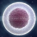 染色体平衡易位能通过三代试管包成功吗，是真的吗