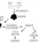 揭阳第三代试管怎样才能生男孩