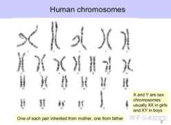 三代试管精子分离术生男孩价格多少钱