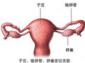 淄博第三代试管怎么筛选性别？三代试管怎么看男女
