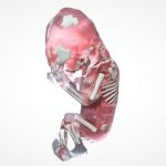 揭秘第三代试管婴儿的全过程