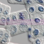 2023单身女性能通过三代试管助孕供精生子吗 2023单身女性能通过三代试管助孕供精生子吗