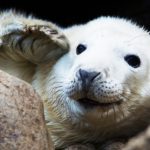 湖北三代试管生男孩医院排名