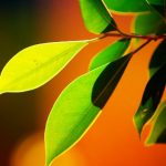 重庆三代试管供卵咨询,想怀孕吃什么水果助孕