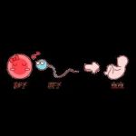 石家庄借卵三代试管多少钱