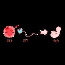 石家庄借卵三代试管多少钱