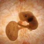 菏泽第三代试管生男孩比例高吗？