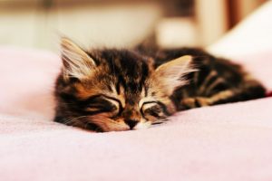 哈尔滨试管婴儿双胞胎多少钱(哈尔滨第三代试管婴儿)