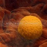 俄罗斯供卵试管成功率高吗,俄罗斯试管婴儿促排卵？