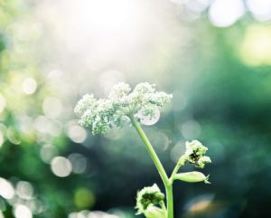 第三代试管婴儿pGD技术(马来西亚供卵试管婴儿技术好在哪里)