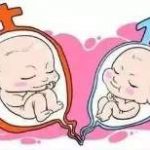 卵泡熟了怎么才能排 巧克力囊肿做试管婴儿成功率大吗