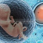 同性情侣可以通过三代试管供卵生孩子吗