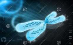 第三代试管做男孩价格要多少钱？