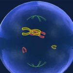 在长沙湘雅医院做三代试管婴儿[湖南试管婴儿]