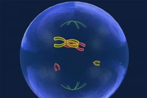 在长沙湘雅医院做三代试管婴儿[湖南试管婴儿]