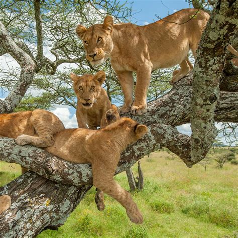 Dreaming of Lions 2025