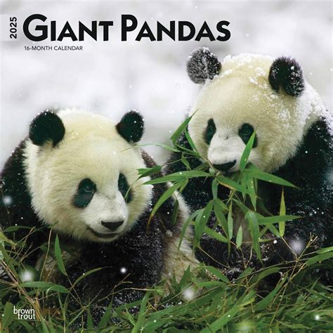 Moon The Panda 2025 Latest To𝚛rents